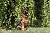 BERGER ALLEMAND 081